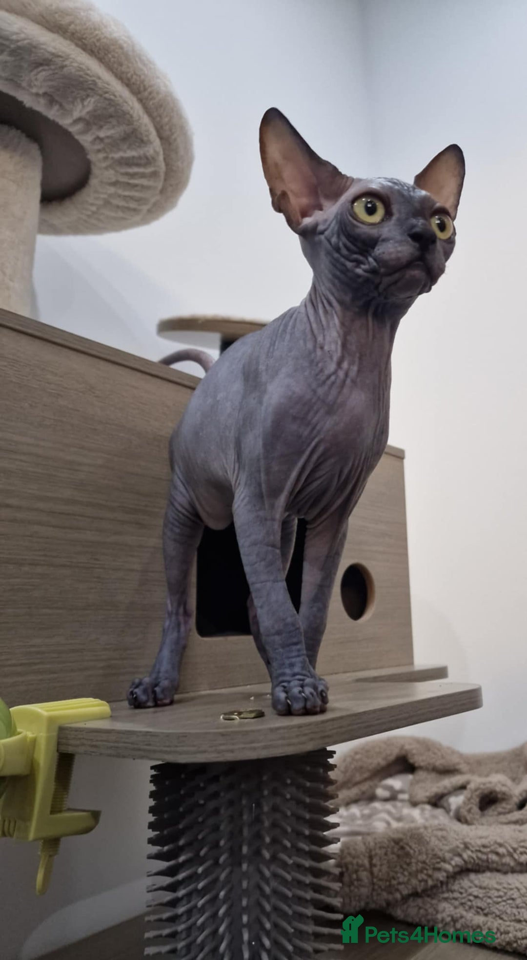Sphynx cats for sale: Beautiful male boys available 🩷  - Advert 1