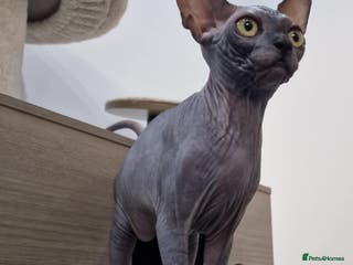 Sphynx cats Beautiful male boys available 🩷 - Advert 3