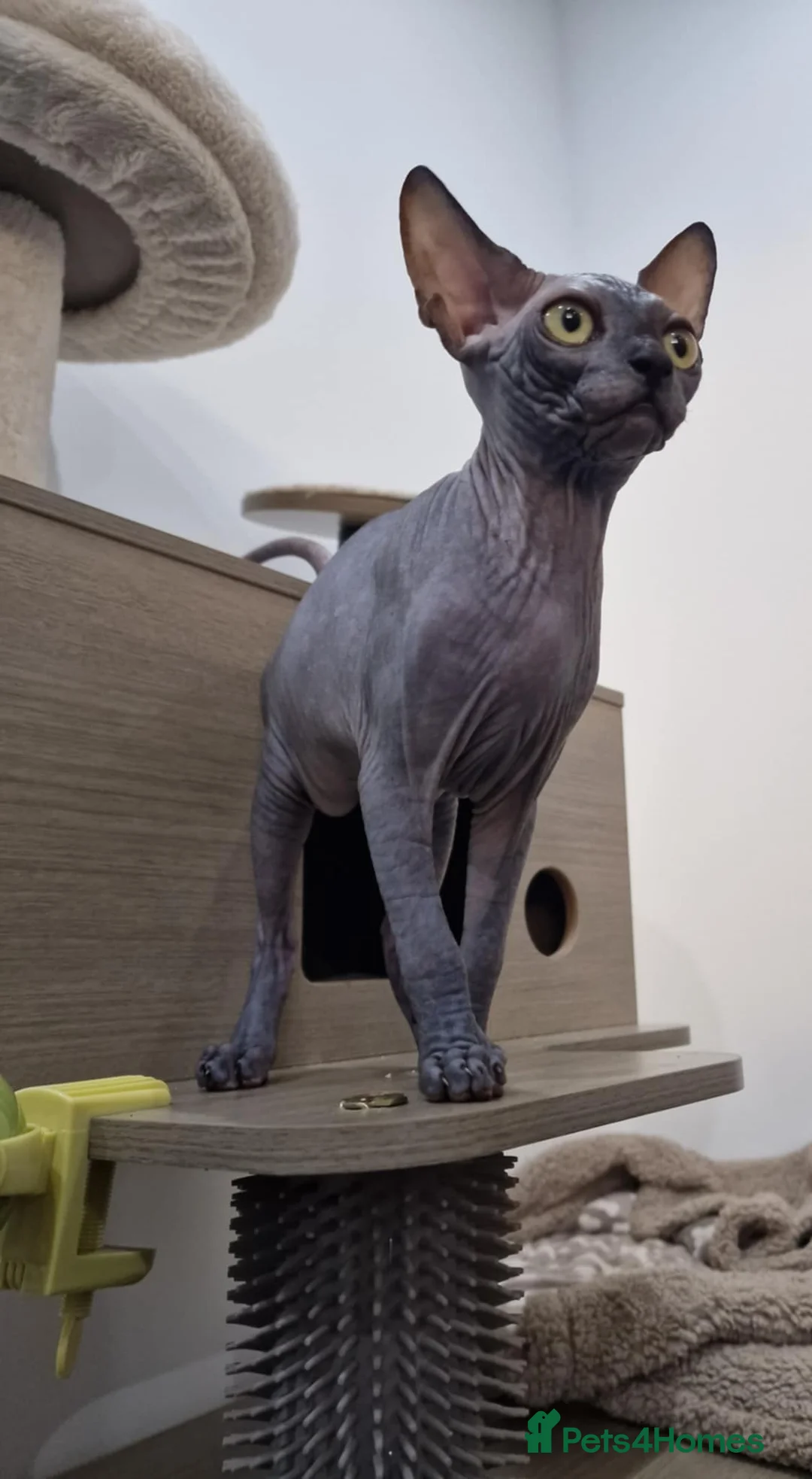 Sphynx cats for sale: Beautiful male boys available 🩷  - Advert 1