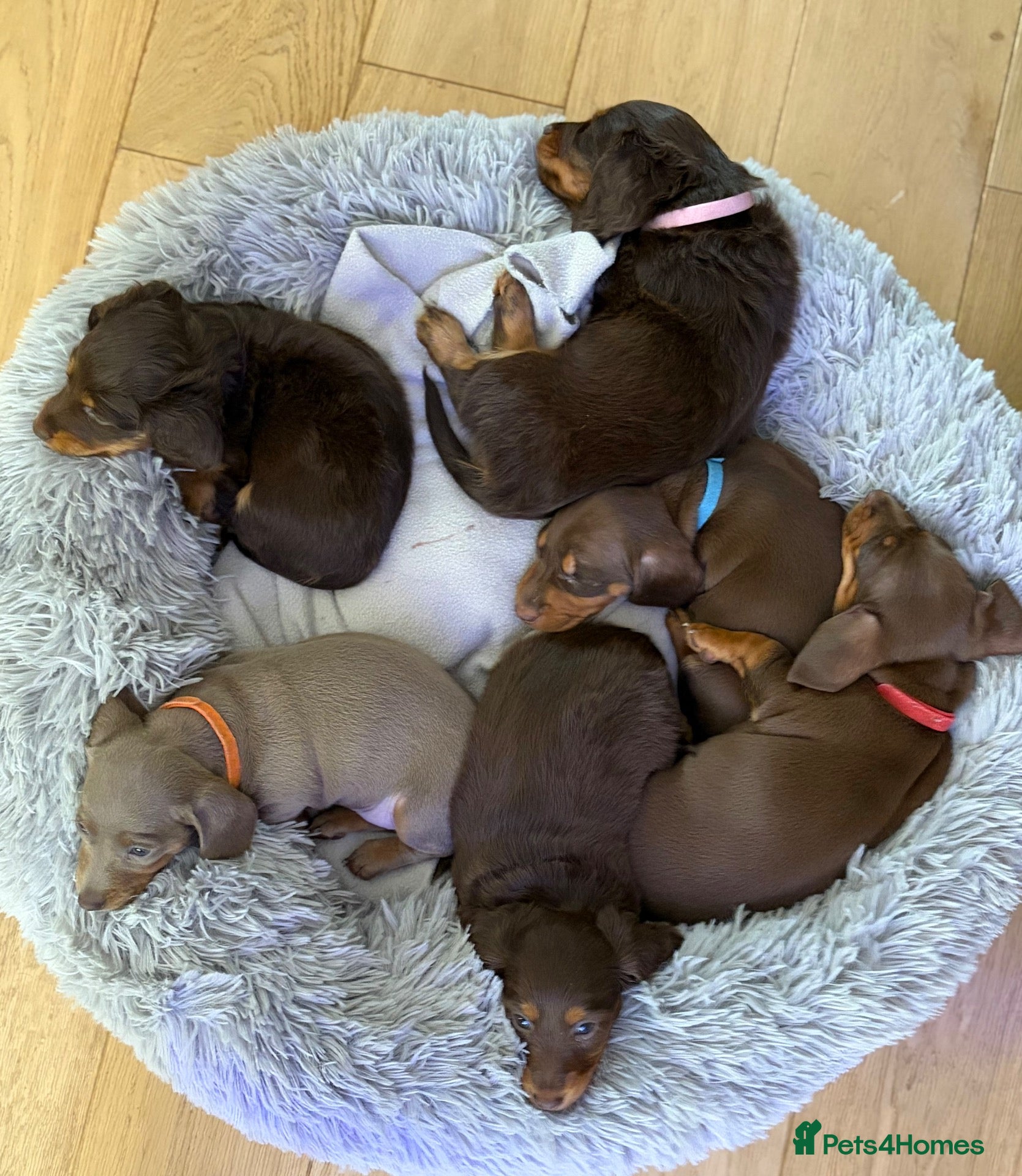Miniature Dachshund dogs Miniature dachshund ‼️Reduced ‼️ - Advert 1