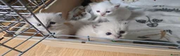 Ragdoll cats for sale: GCCF RAGDOLL KITTENS - Advert 5