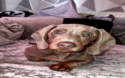 Dachshund dogs for stud: Coco is age 2  - Image 2