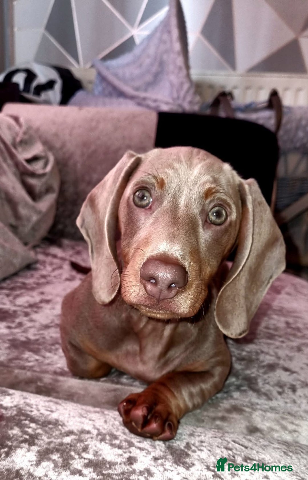 Dachshund dogs for stud: Coco is age 2  - Image 2