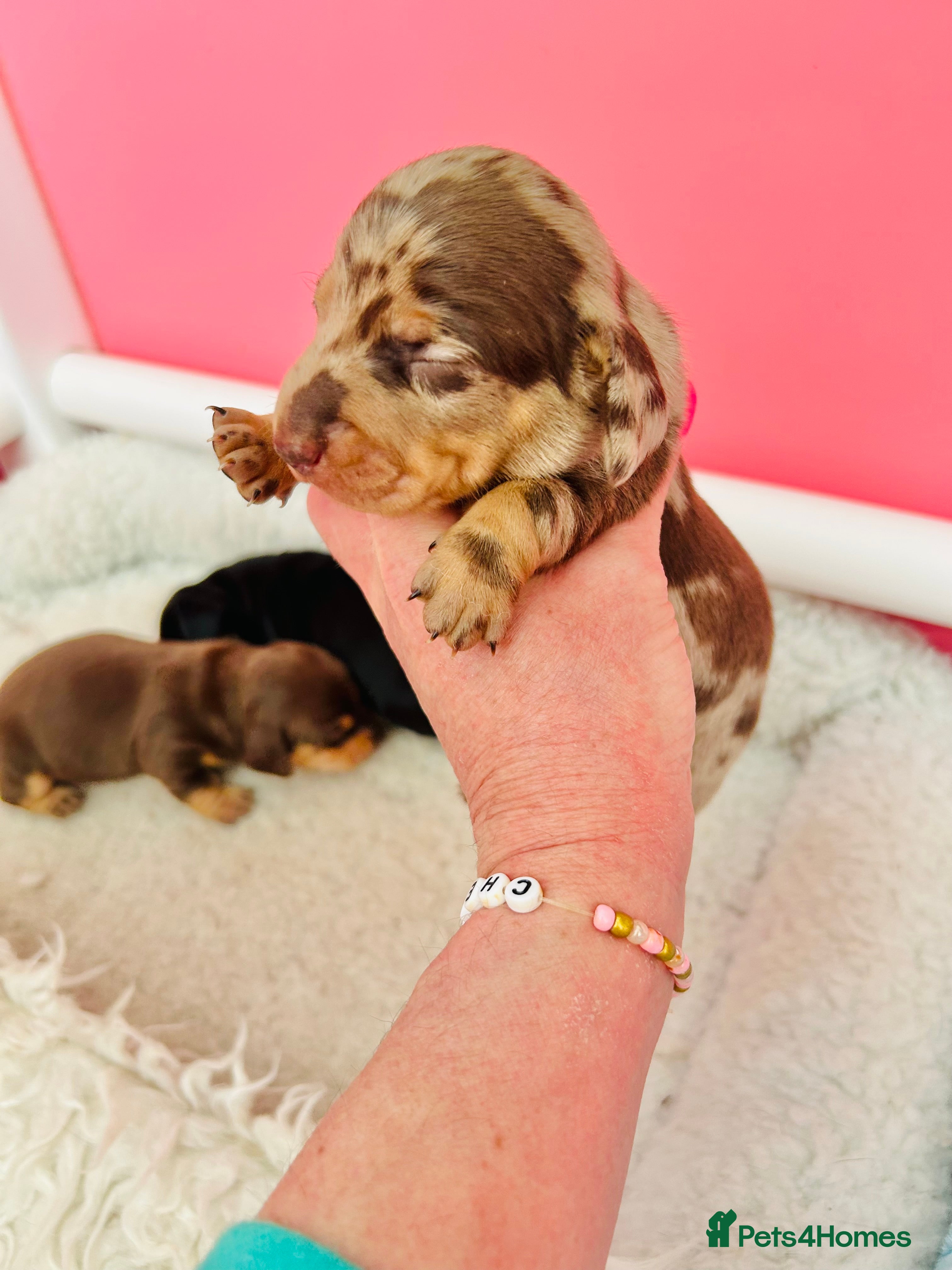 Miniature Dachshund dogs True Miniatures 5 star Breeder ⭐️⭐️⭐️⭐️⭐️ - Advert 3