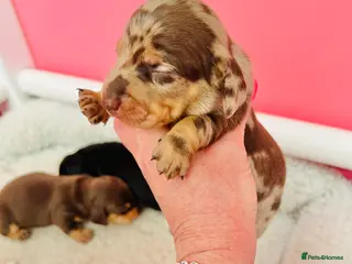 Miniature Dachshund dogs True Miniatures 5 star Breeder ⭐️⭐️⭐️⭐️⭐️ - Advert 3