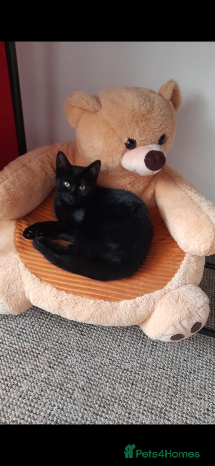 Mixed Breed cats 1 male kittens ready to leave  - Advert 2