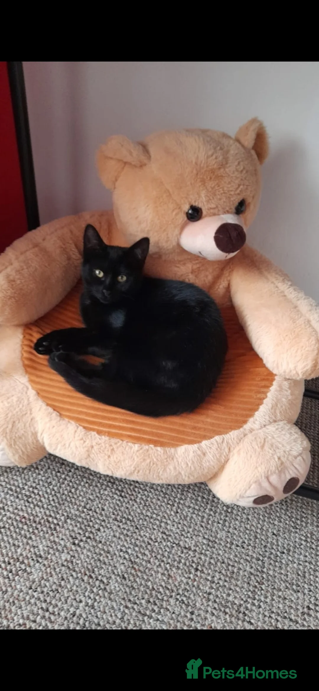 Mixed Breed cats for sale: 1 male kittens ready to leave  - Advert 1