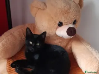 Mixed Breed cats 1 male kittens ready to leave - Advert 1