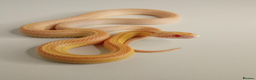 Corn Snake reptiles for sale: Corn Snakes Available UKCB25 - Advert 2