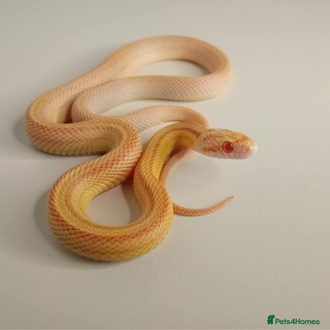 Corn Snake reptiles for sale: Corn Snakes Available UKCB25 - Advert 2
