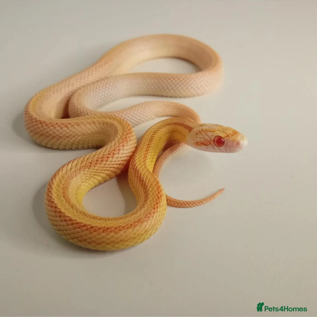 Corn Snake reptiles for sale: Corn Snakes Available UKCB25 - Advert 2