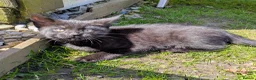 Bengal cats for sale: Brown Bengal boys and black melanistic girl  - Advert 12