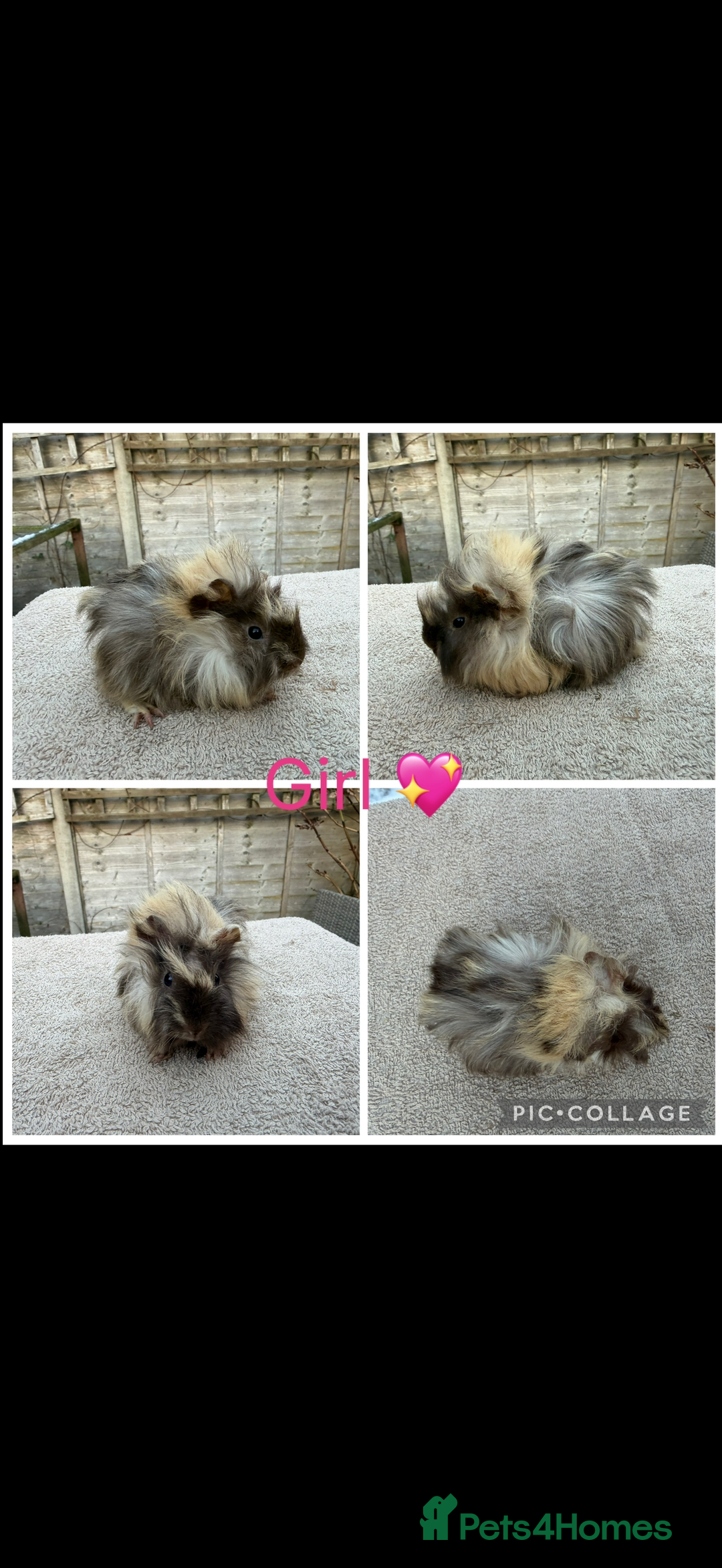 Guinea Pig rodents for sale: Male & Female Guinea pigs 👀 for new laps 🥰 - Advert 25