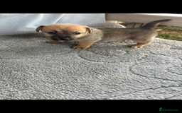 Jack Russell dogs for sale: Jack Russell puppies 2 girls left!!! in Aldershot - Image 8
