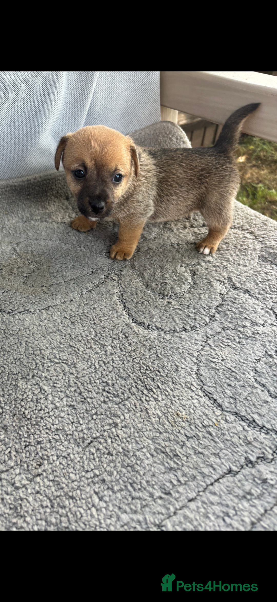Jack Russell dogs for sale: Jack Russell puppies 2 girls left!!! in Aldershot - Image 8