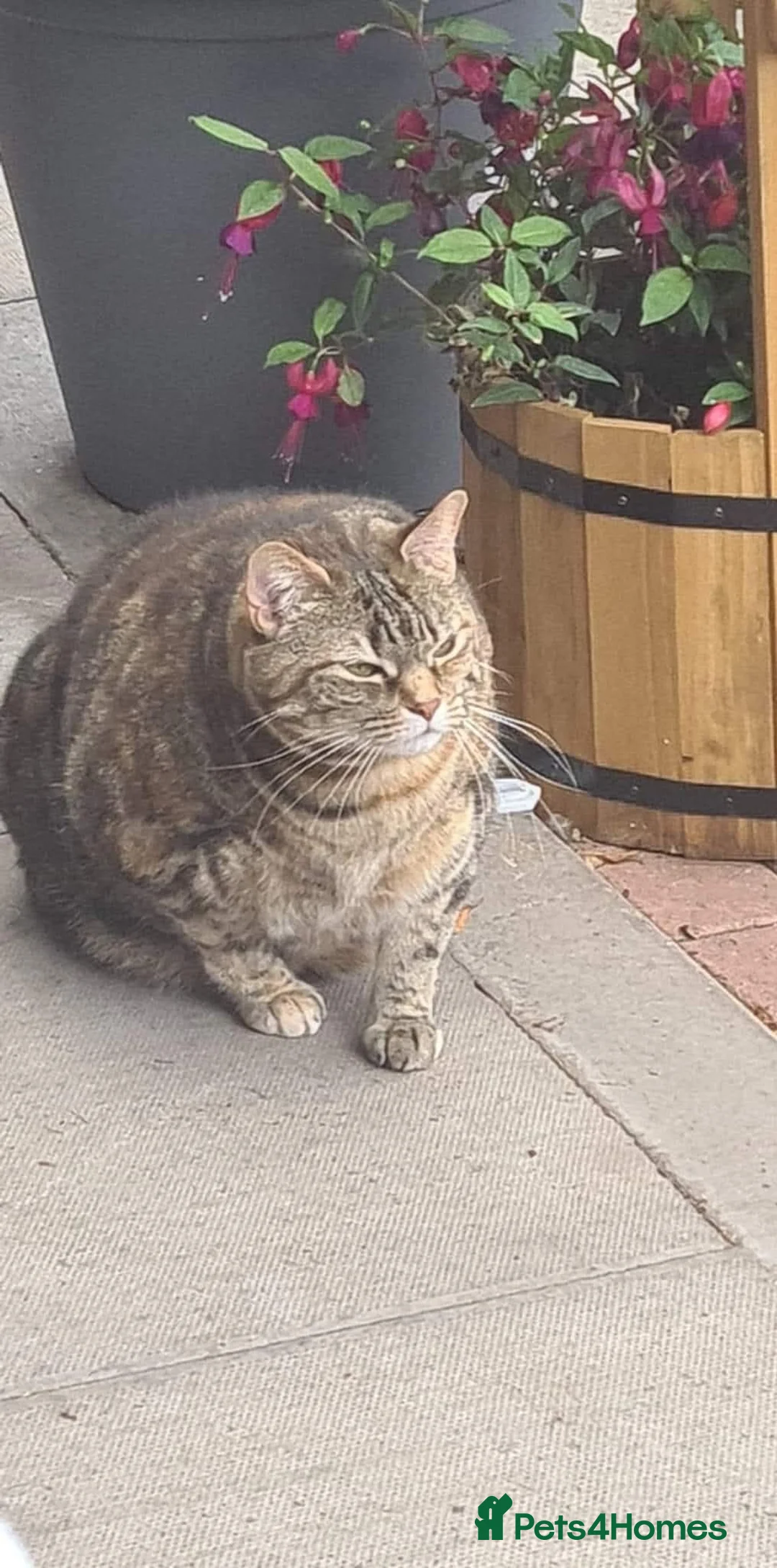 Mixed Breed cats for sale: Beautiful tabby cat for rehoming. (Lily) in Coventry - Advert 3