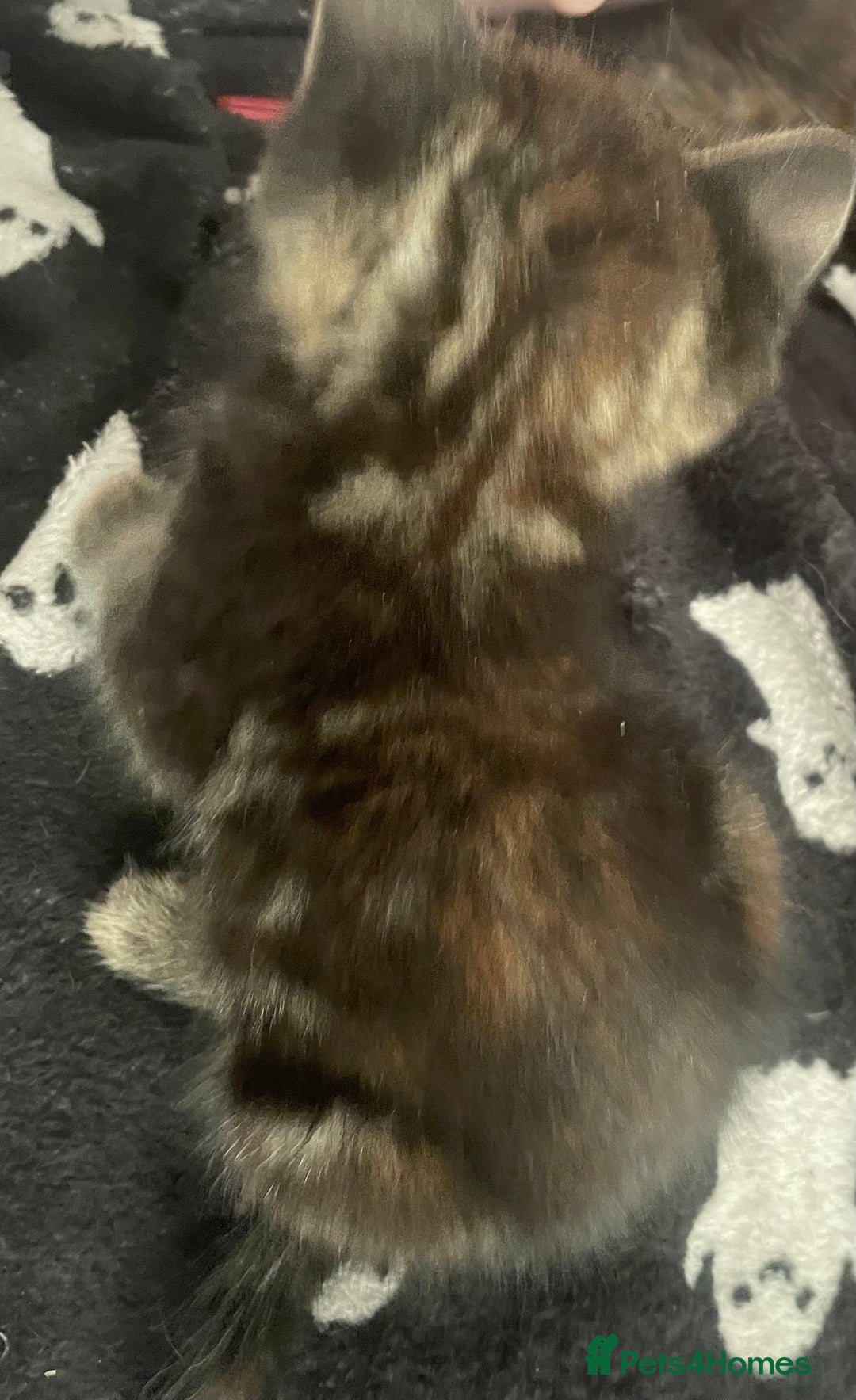 Domestic Shorthair cats for sale: 2 Adorable Female Kittens - Image 4