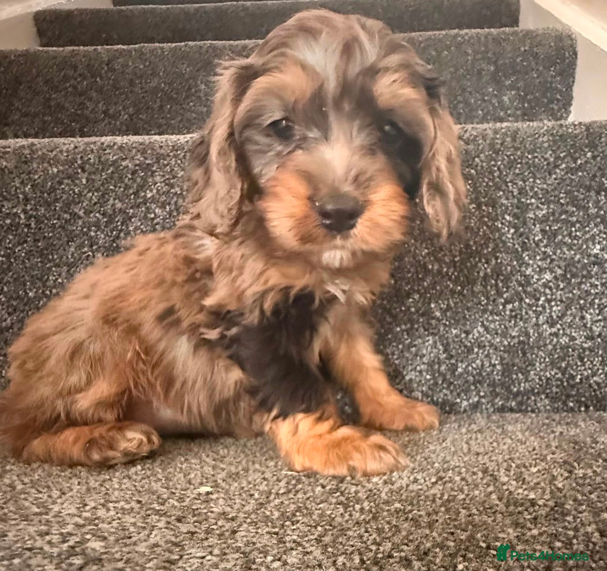 Cockapoo Puppy 3
