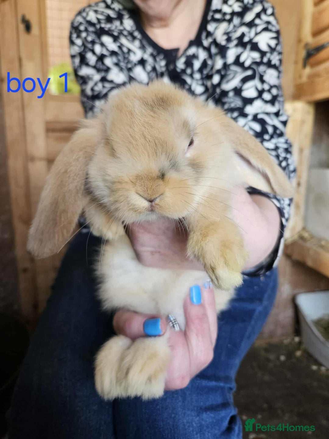 Mini Lop rabbits for sale: 8 mini lops forsale £50 each  - Image 10