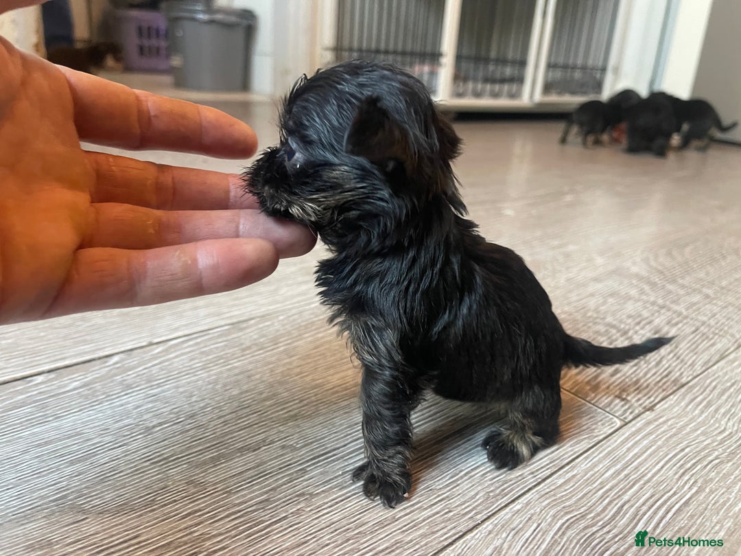 Mixed Breed dogs for sale: Jackapoo/French bulldog  - Advert 19