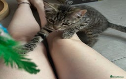 Domestic Shorthair cats for adoption: Adopt from Cats in Crisis East London  - Image 4