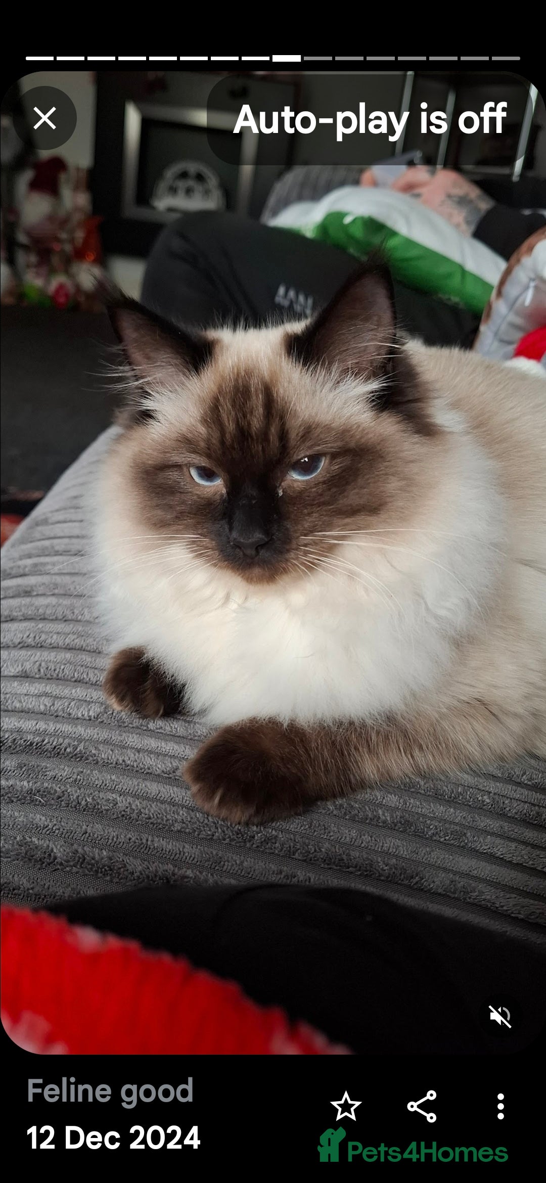 Ragdoll cats for sale: Ragdoll babies  - Image 1