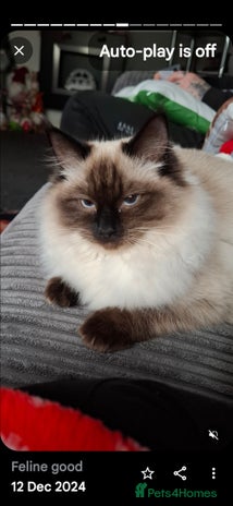 Ragdoll cats - Advert 1