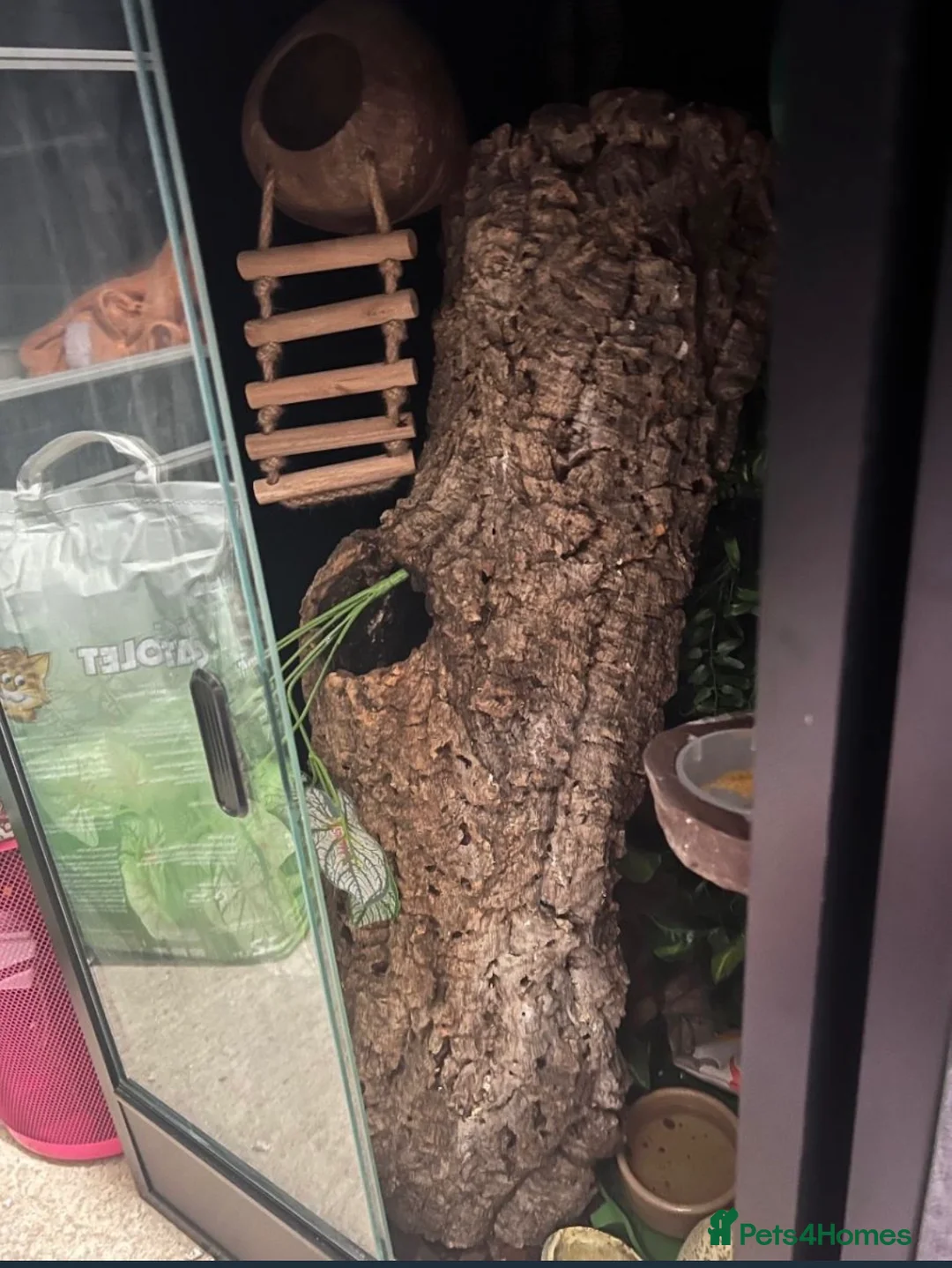 Gecko reptiles for sale: Super Dalmatian Crested Gecko £380 - Advert 7