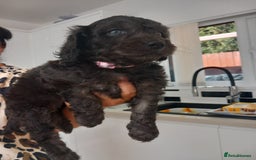 Cavapoo dogs for sale: Cavapoo puppies 8 weeks old ready to leave now - Image 9