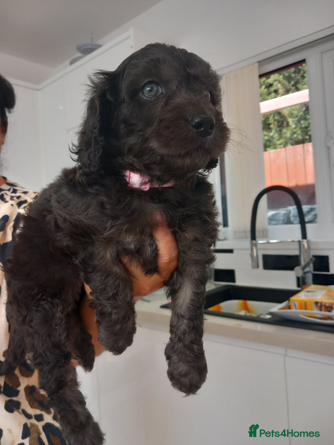 Cavapoo dogs for sale: Cavapoo puppies 8 weeks old ready to leave now - Image 9