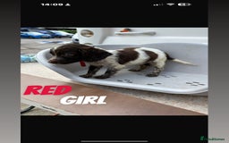 Cocker Spaniel dogs for sale: Cocker spaniel puppies  - Image 2