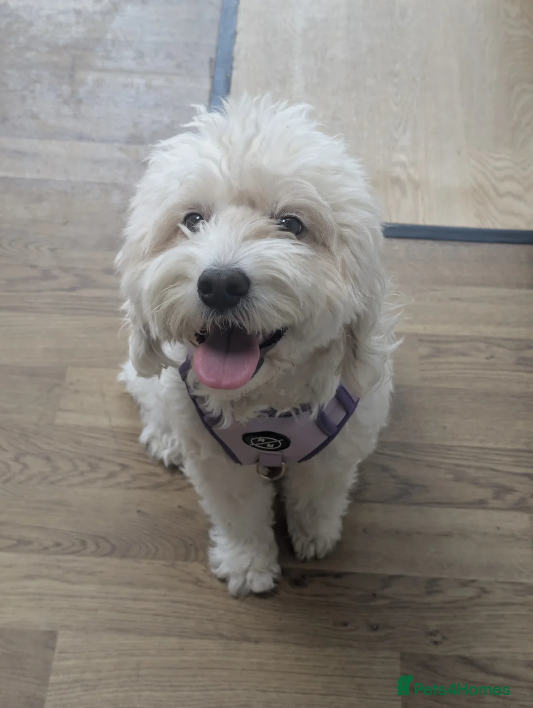 Cockapoo dogs for sale: 6 Stunning Cockapoo Puppies - Advert 2