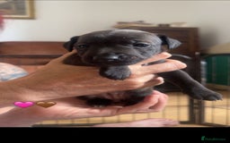Mixed Breed dogs for sale: Lakeland x  - Image 5