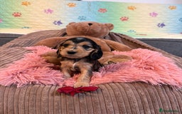 Cocker Spaniel dogs for sale: Beautiful cocker spaniels DNA clear  - Image 11