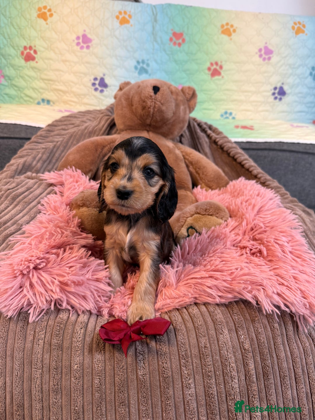 Cocker Spaniel dogs for sale: Beautiful cocker spaniels DNA clear  - Image 11