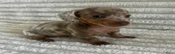 Miniature Dachshund dogs for sale: Kc registered miniature dachshund  - Advert 4