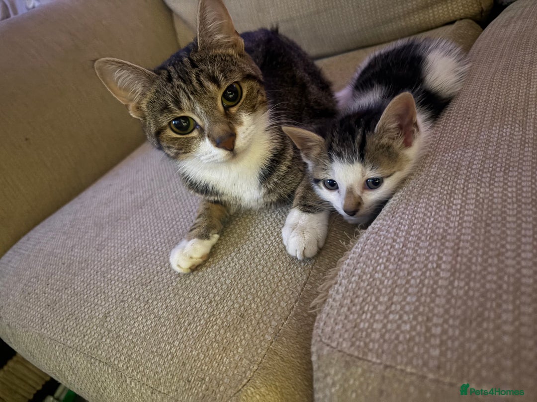 Mixed Breed cats for sale: Kittens - Image 11