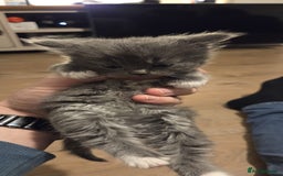 Ragdoll cats for sale: Ragdoll cats  - Image 11