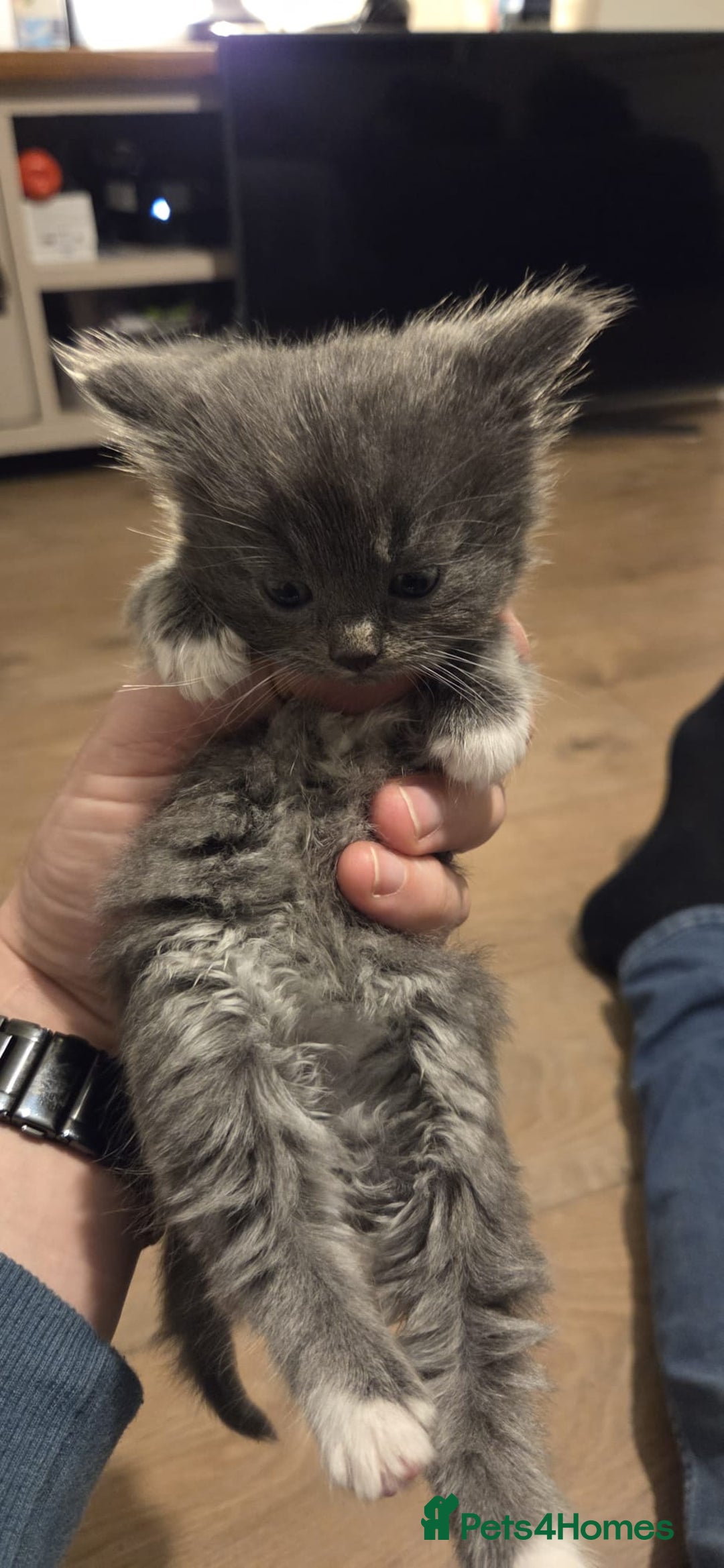 Ragdoll cats for sale: Ragdoll cats  - Image 11