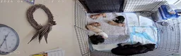 Sprocker dogs for sale: working sprocker spaniel puppies 2 left  - Advert 9