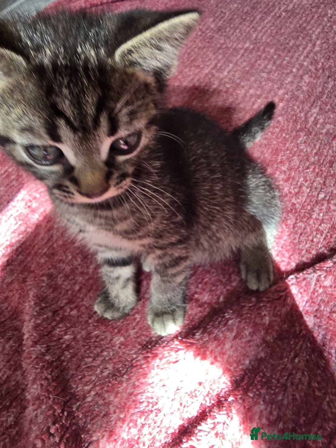 Mixed Breed cats for sale: Beautiful kittens  - Image 20