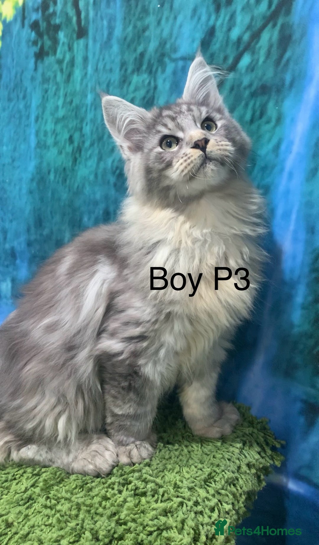 Maine Coon cats for sale: TICA Maine coon kittens polydactyl neutered - Image 8