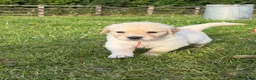 Golden Retriever dogs for sale: Mack/ Bryn Bach Golden X Evie/ Angel Annwyl - Advert 4