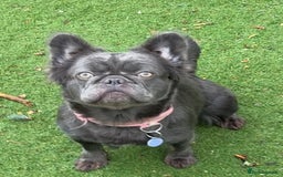 French Bulldog dogs for sale: Visual Fluffy Frenchie KC  - Image 2