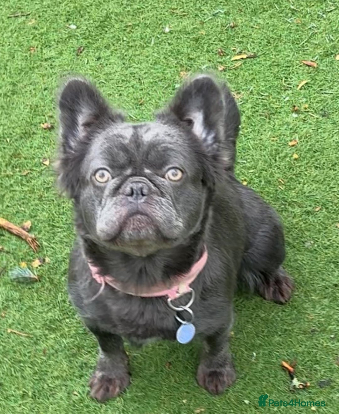 French Bulldog dogs for sale: Visual Fluffy Frenchie KC  - Image 2