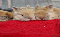 Lionhead rabbits for sale: Beautiful double maned lionheads  - Image 1