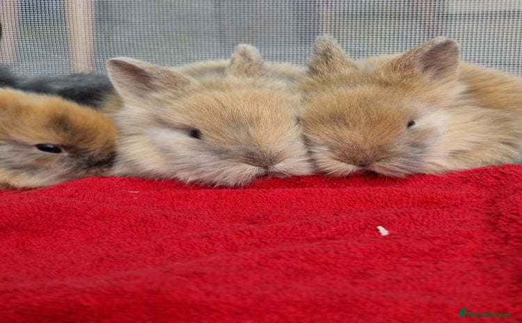 Lionhead rabbits - Advert 4