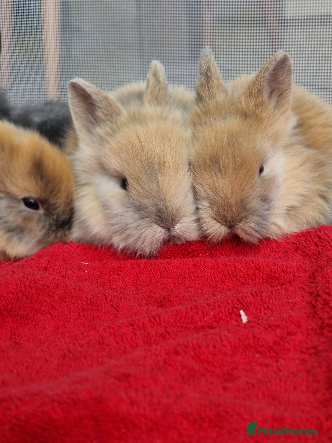 Lionhead rabbits for sale: Beautiful double maned lionheads  - Image 1