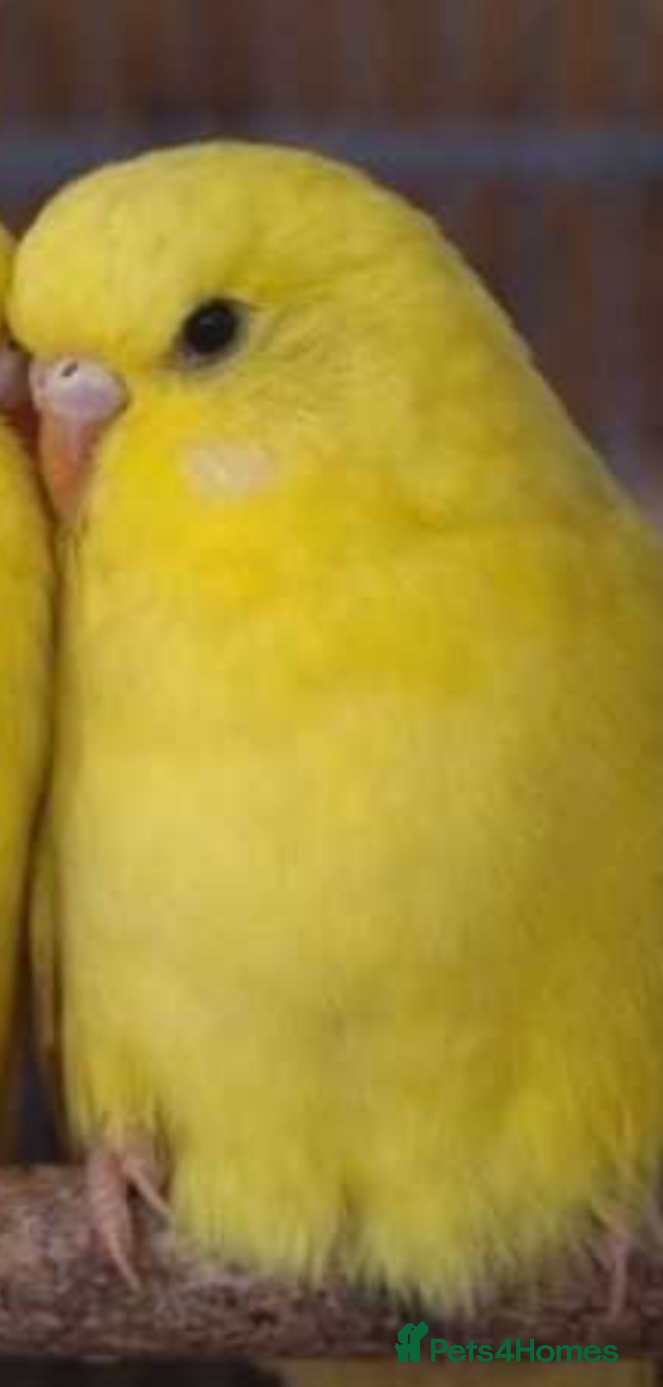 Budgerigars birds Budgies  - Advert 1