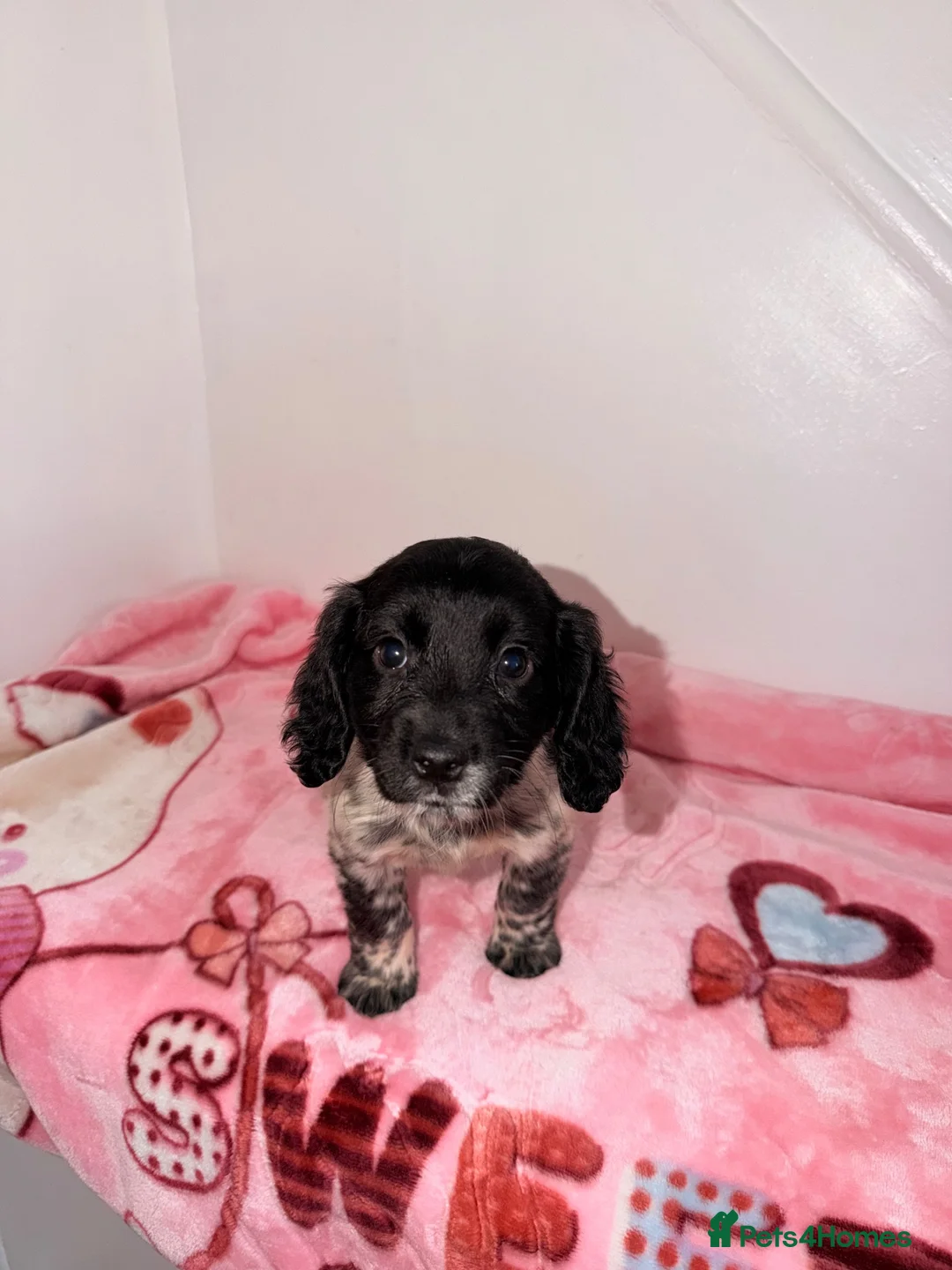 Cocker Spaniel dogs for sale: Cocker spaniel puppies  - Advert 11